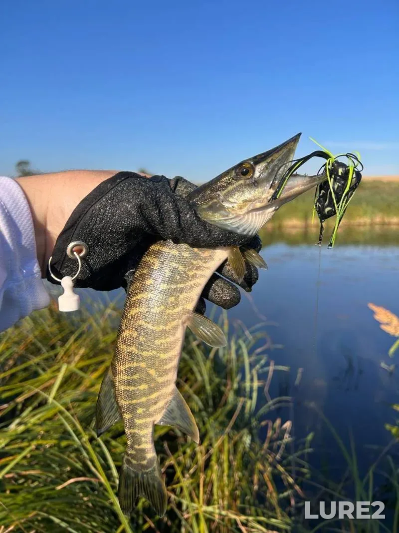 Perch — Ditva, May 02, 2025, 1:59 PM