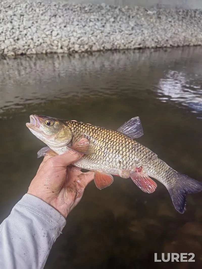 Perch — Derbinskiy zaliv, Jun 08, 2019