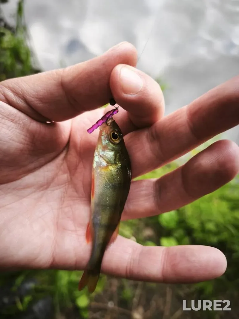 Perch — Svisloch, Jun 22, 2025, 6:51 PM