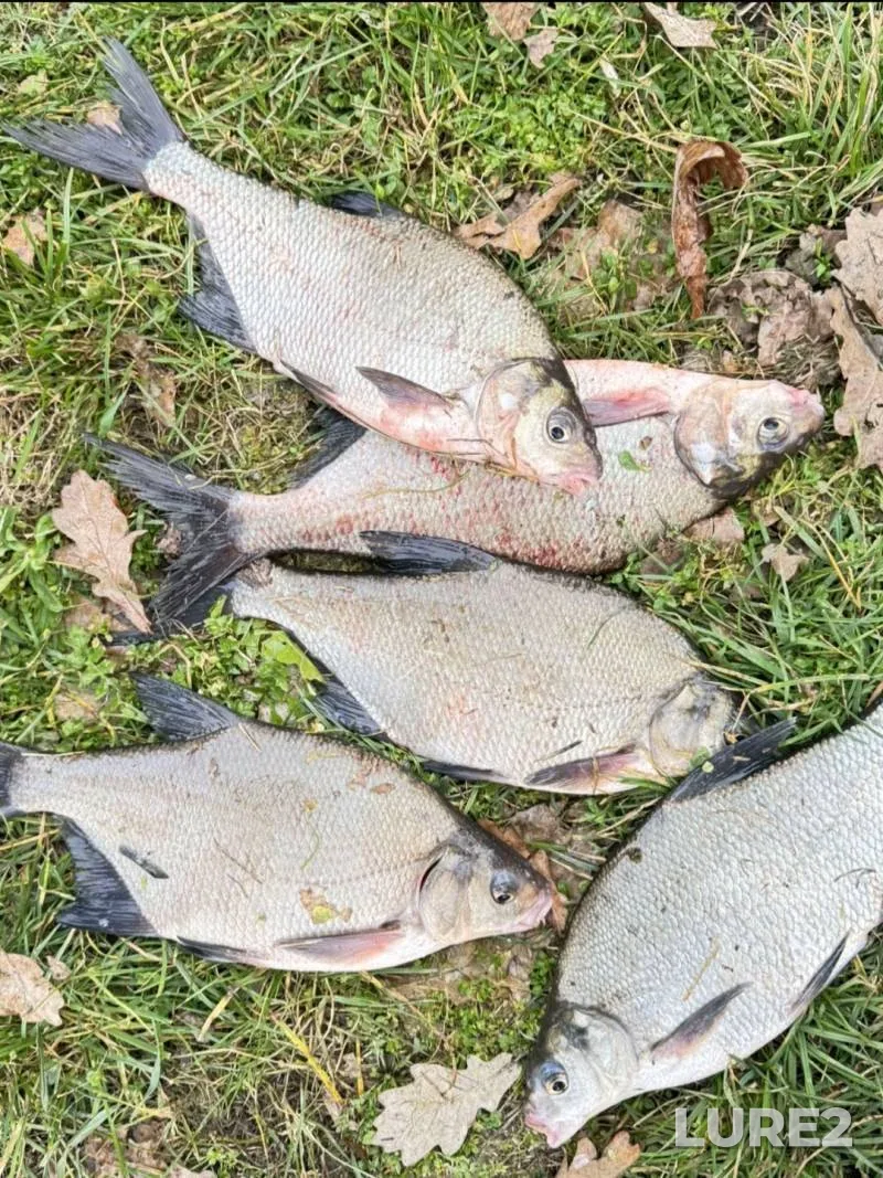 Bream — Dnepr, Aug 22, 2025, 7:13 AM