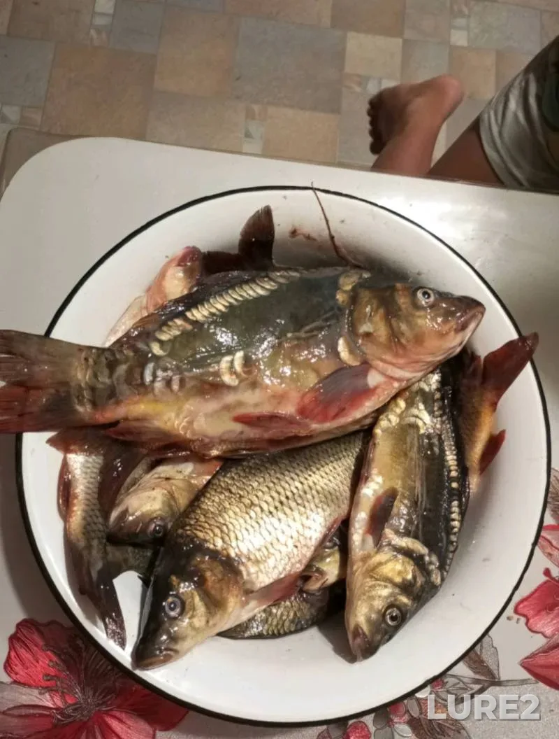 Carp — Donetska oblast, Jun 18, 2025, 5:21 PM