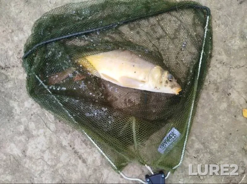 Carp — Mikolaїvska oblast, Sep 05, 2025, 6:22 PM