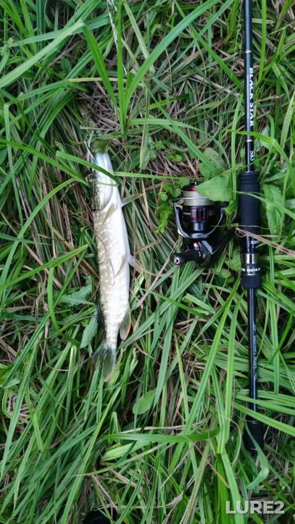 Pike — Lopan, Jul 20, 2024, 2:38 PM