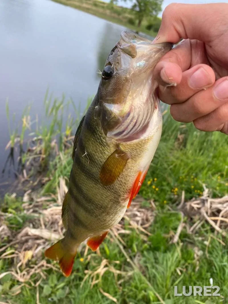 Perch, Pike — Lvіvska oblast, Jul 20, 2024, 5:15 PM
