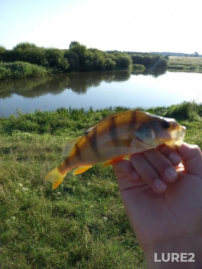 Bream — Svisloch, Jun 22, 2025, 1:41 PM