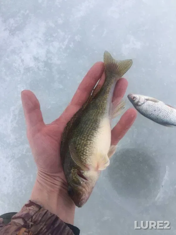 Roach — Vashutinskoye, Apr 08, 2018