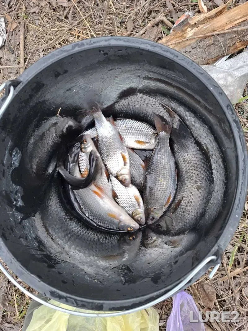 Roach — Dnepr, Mar 21, 12:00 PM