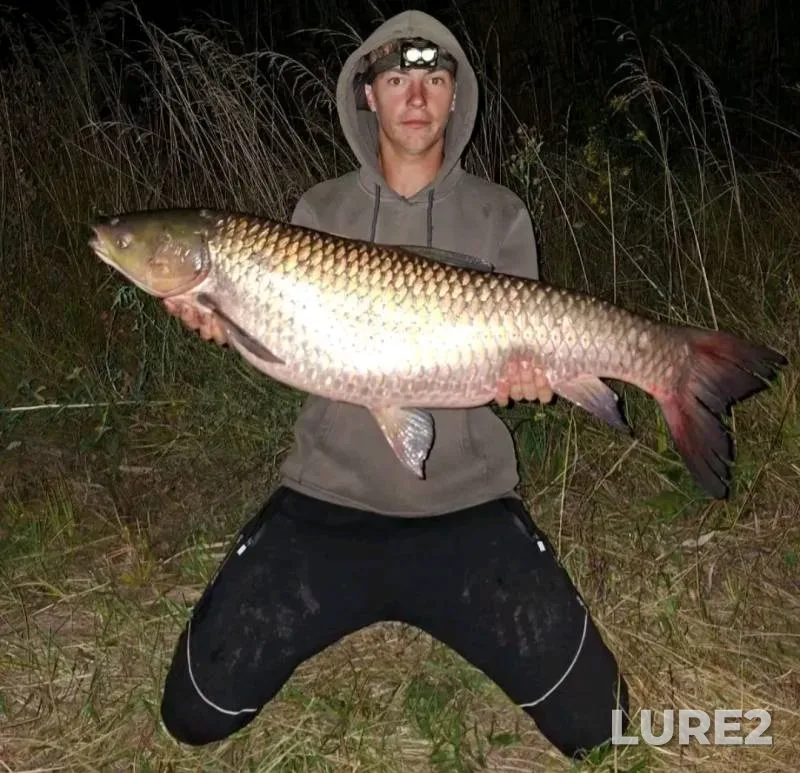 Grass carp — Donetska oblast, Aug 31, 2025, 10:32 PM