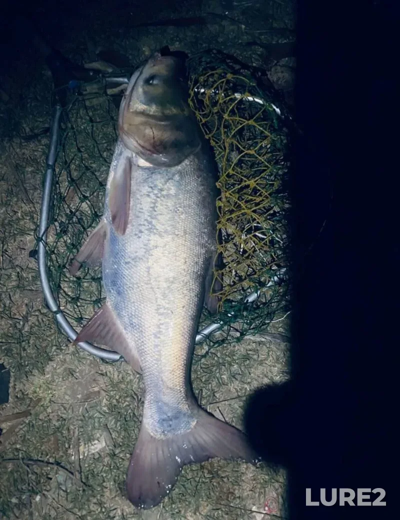Silver carp — Konka, Oct 30, 2025, 9:33 PM