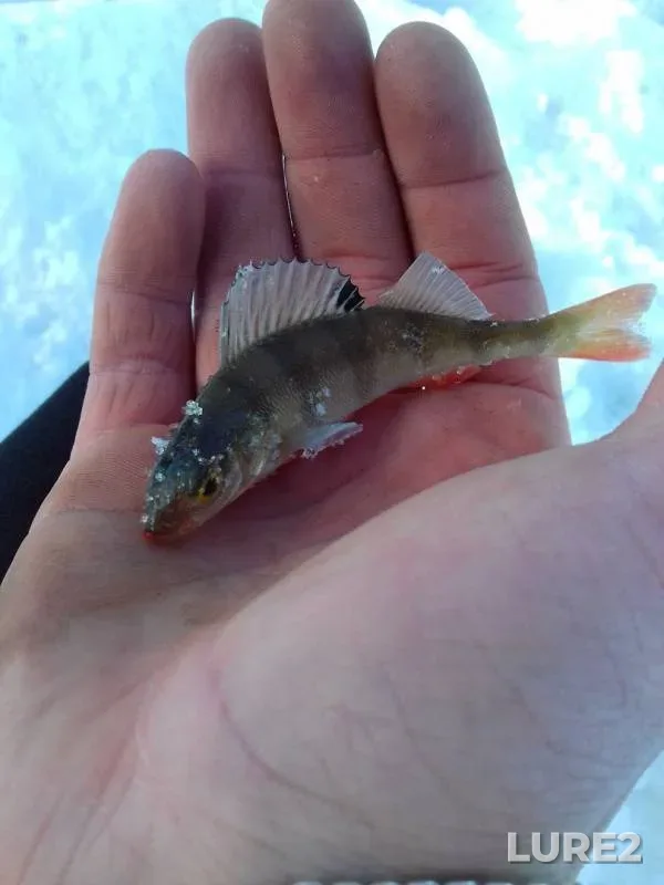 Perch — Solonitsa, Mar 23, 2018
