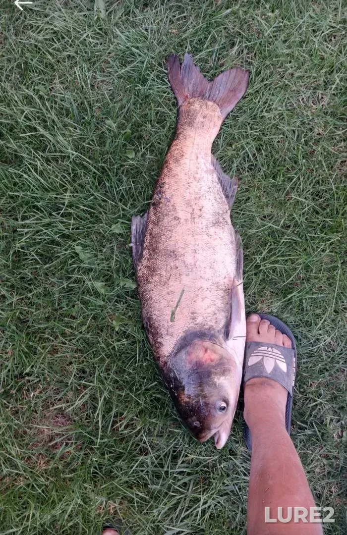 Silver carp — Donetska oblast, Aug 24, 2024, 6:41 PM