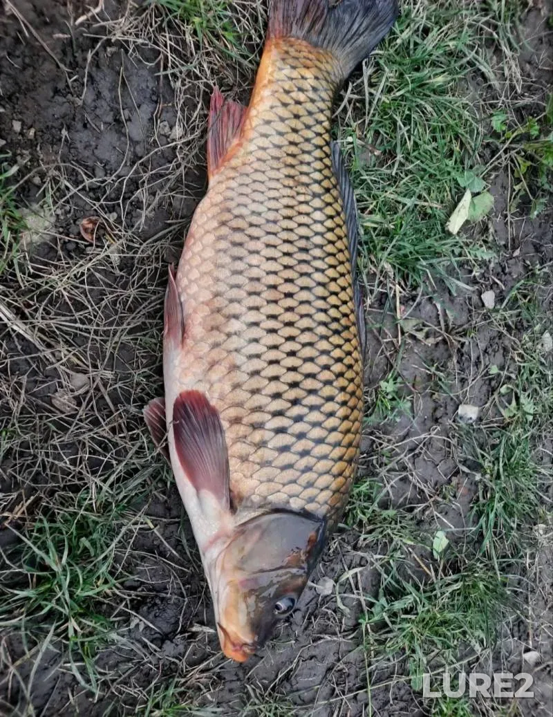 Carp — Yuzhnyy Bug, Jun 29, 2025, 1:42 PM