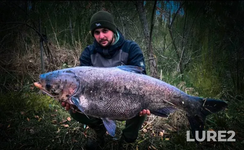 Silver carp — Kleban-Bykskoye, Sep 02, 2023, 4:45 PM
