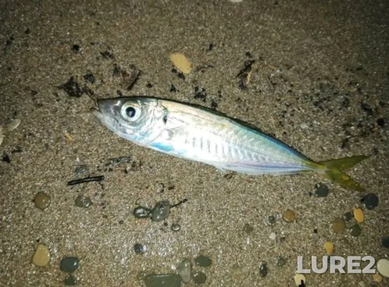 Bream — Grebnoy kanal, Jun 11, 2025