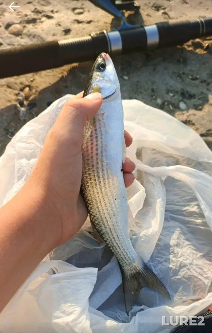Bream, Chub — Zatoka, Jun 27, 2025