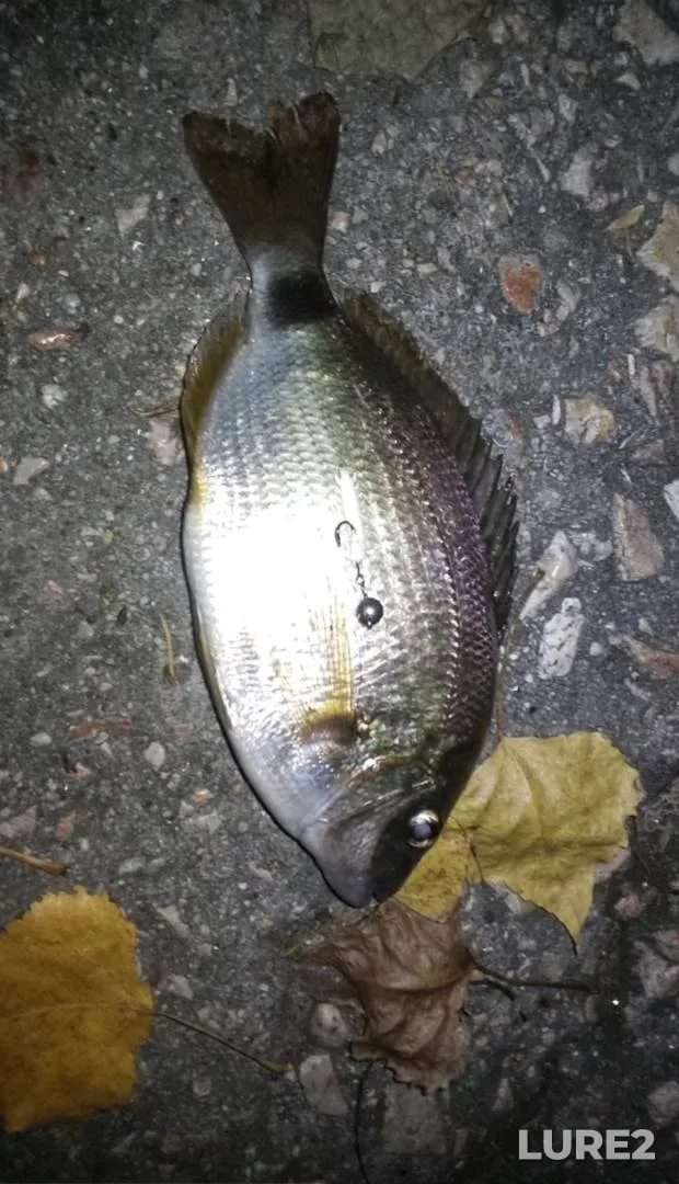 Bream — Zelvyanka, Jun 03, 2025