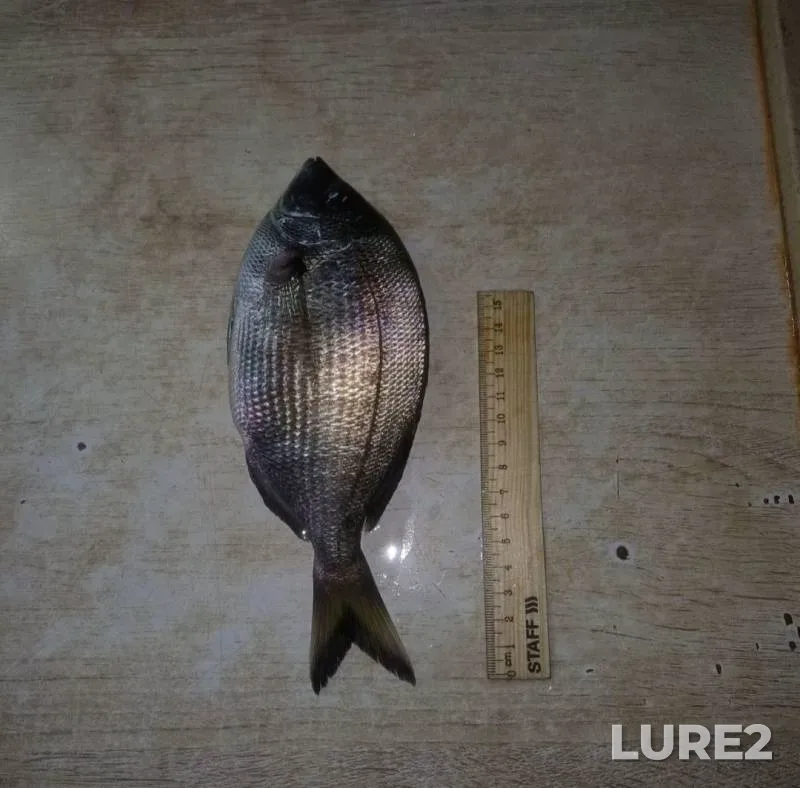 Wels catfish — Mukhavets, Jun 26, 2025