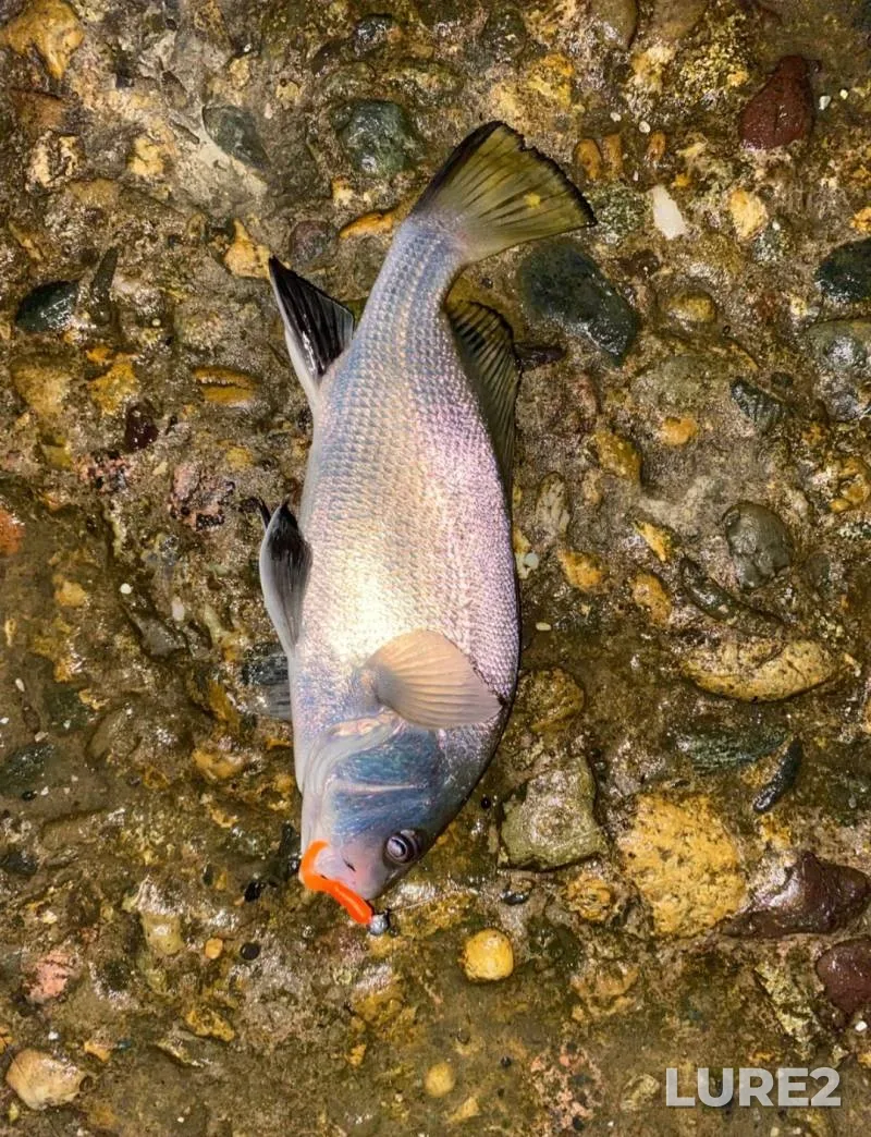 Bream, White bream — Dnepr, Jun 11, 2025