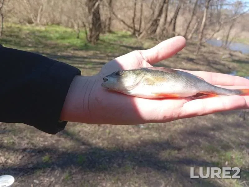 Perch — Kroshenka, Apr 05, 1:05 PM