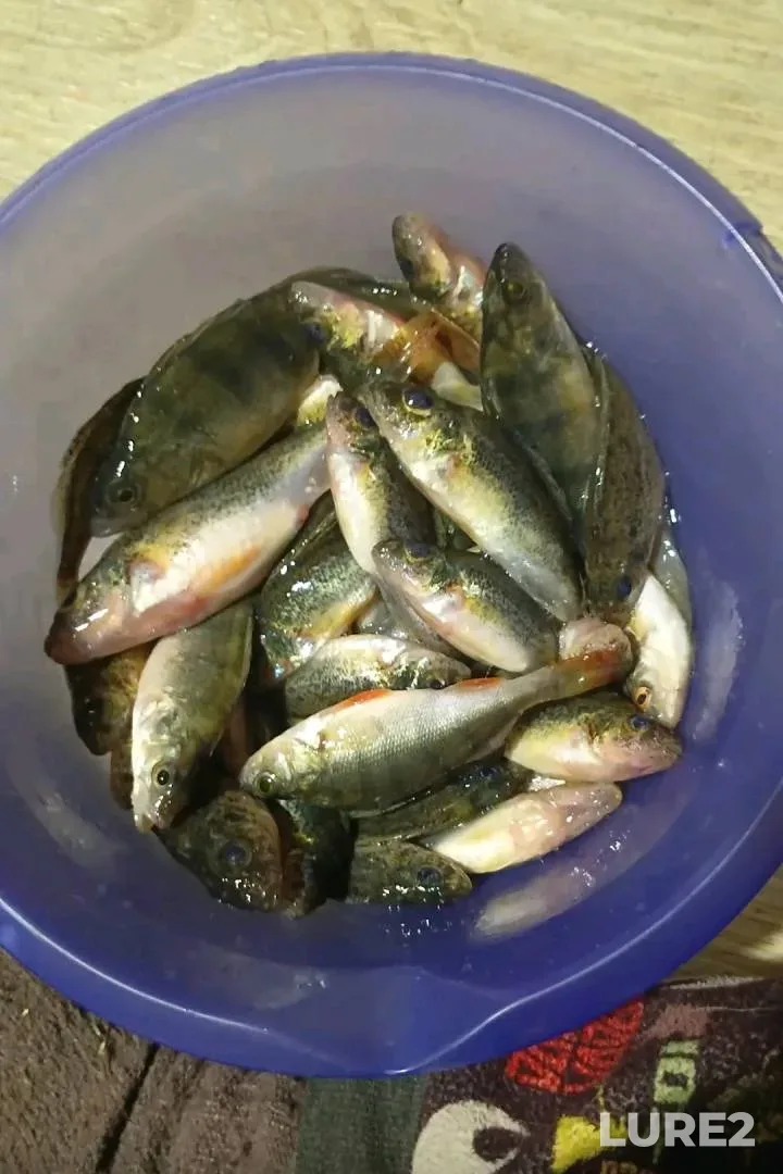 Crucian carp, Pike — Lukomlskoye, Jun 29, 2025