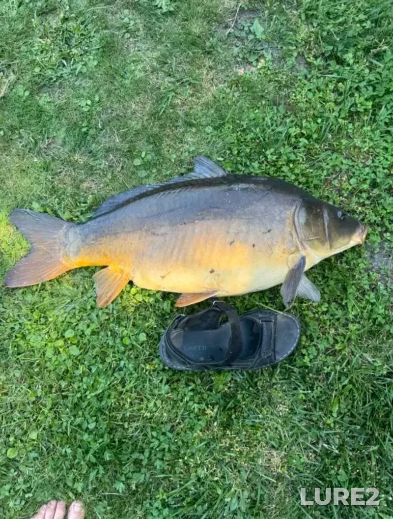 Carp — Bystritsa Solotvinskaya, Jun 29, 2025, 2:56 PM