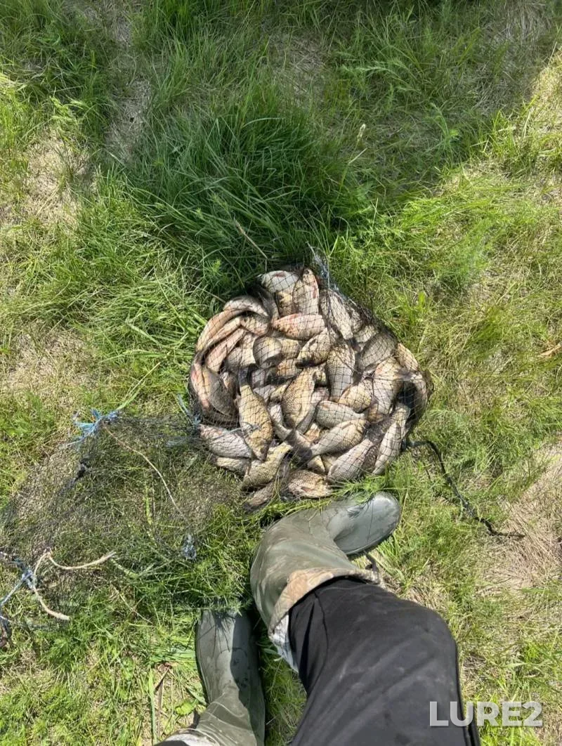 Crucian carp — Yuzhnyy Bug, Jun 22, 2025, 2:03 PM