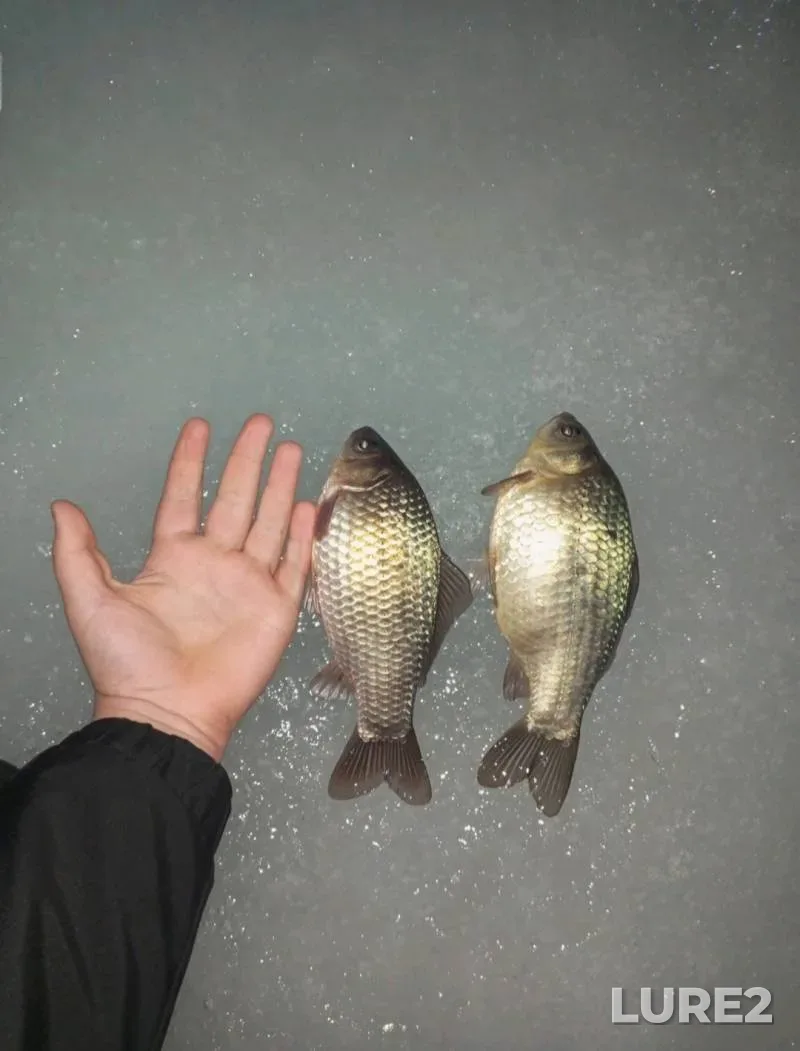 Crucian carp — Kudryanka, Feb 02, 5:05 PM