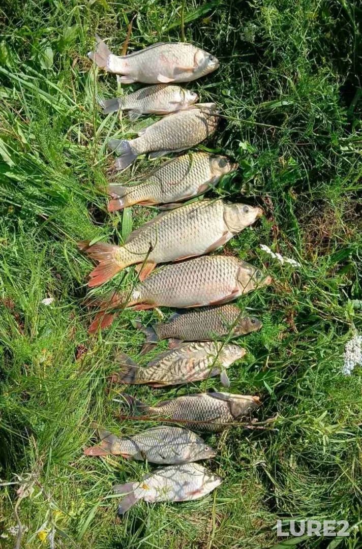 Carp — Minskaya oblast, Pukhovichskiy rayon, Jun 30, 2025
