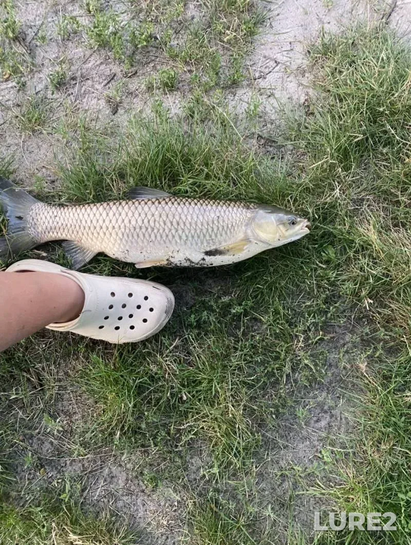 Chub — Titovka, May 09, 2025