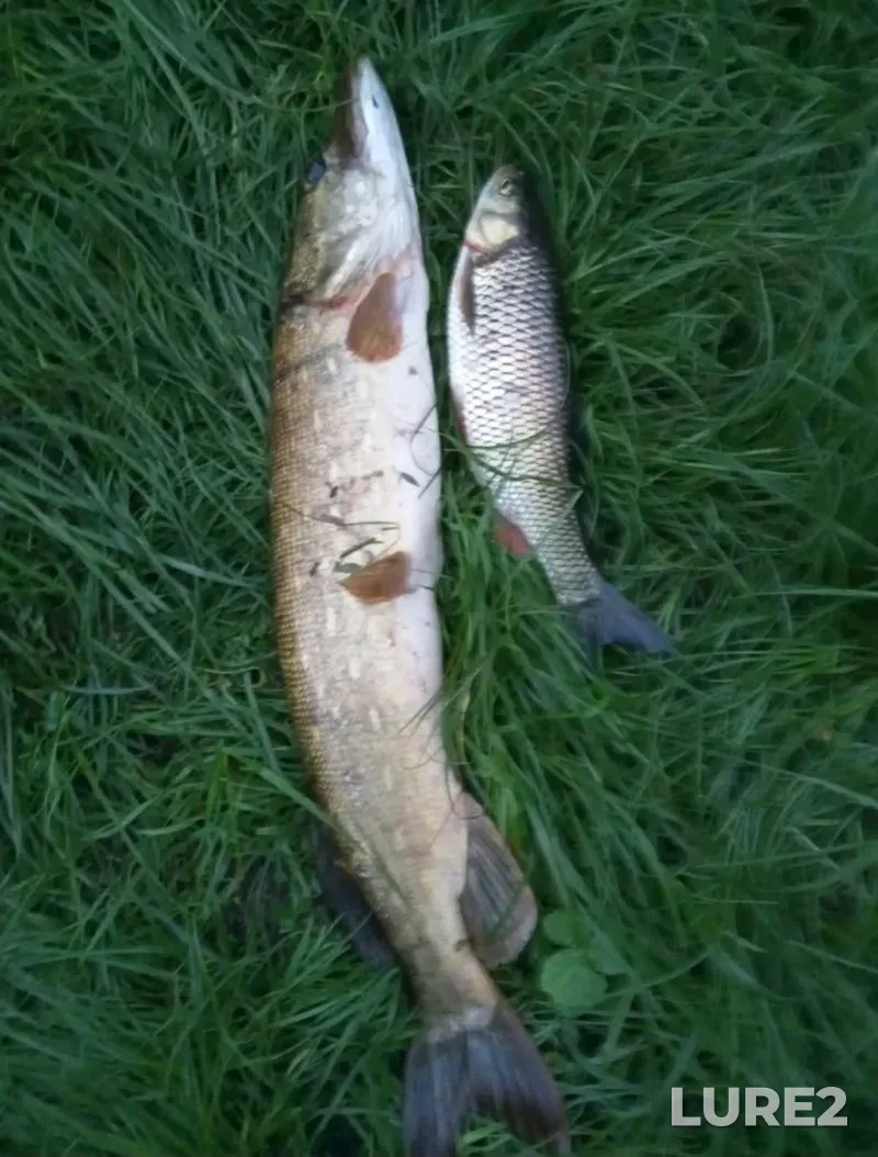 Bream, White bream — Svisloch, May 13, 2025