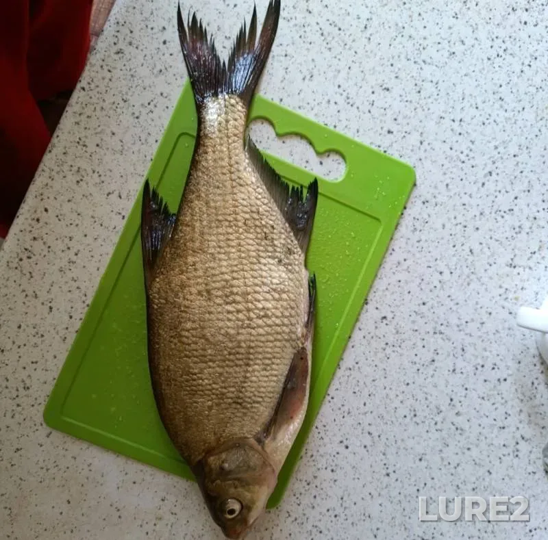 Roach, White bream — Titovka, May 17, 2025
