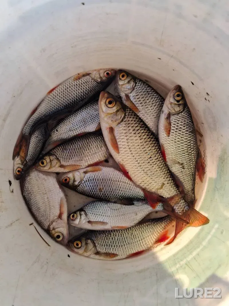 Carp — Titovka, May 20, 2025