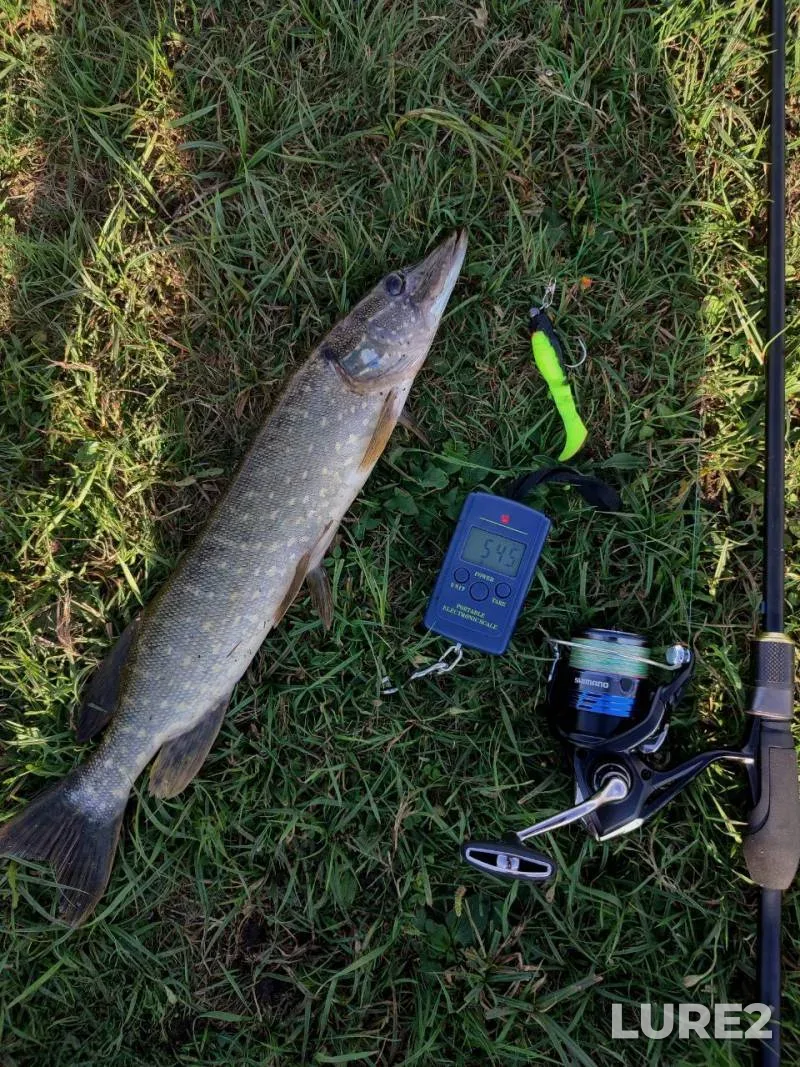 Carp — Tsar-ozero, Jun 02, 2025