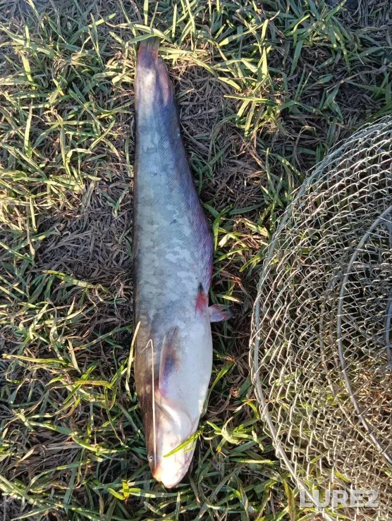 Carp — Titovka, Jun 04, 2025