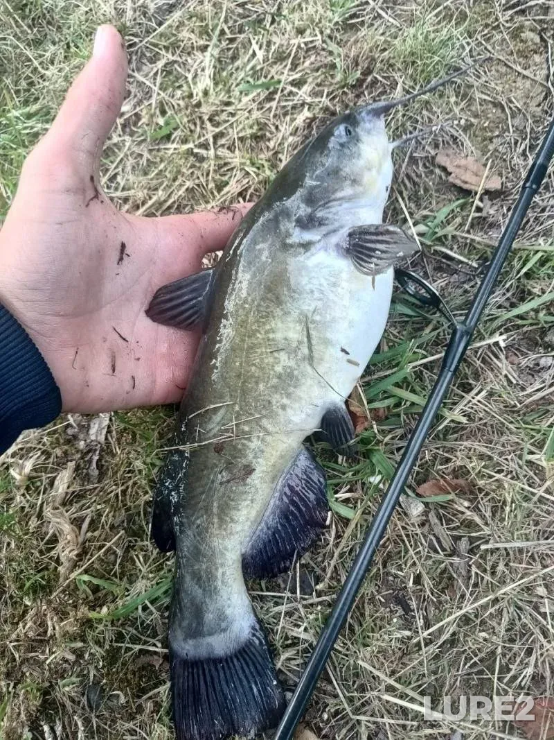 Carp — Minskaya oblast, Pukhovichskiy rayon, Jun 26, 2025