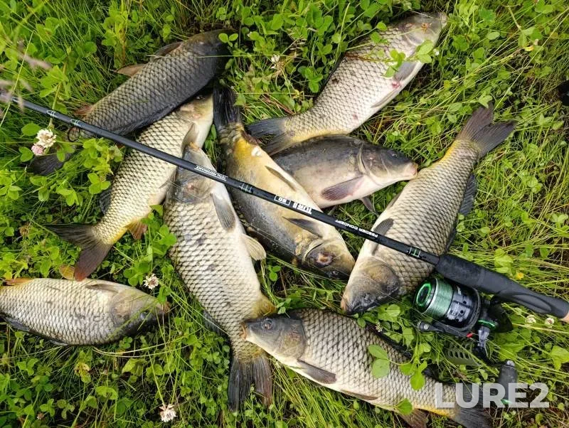 Carp — Tsar-ozero, Jun 13, 2025