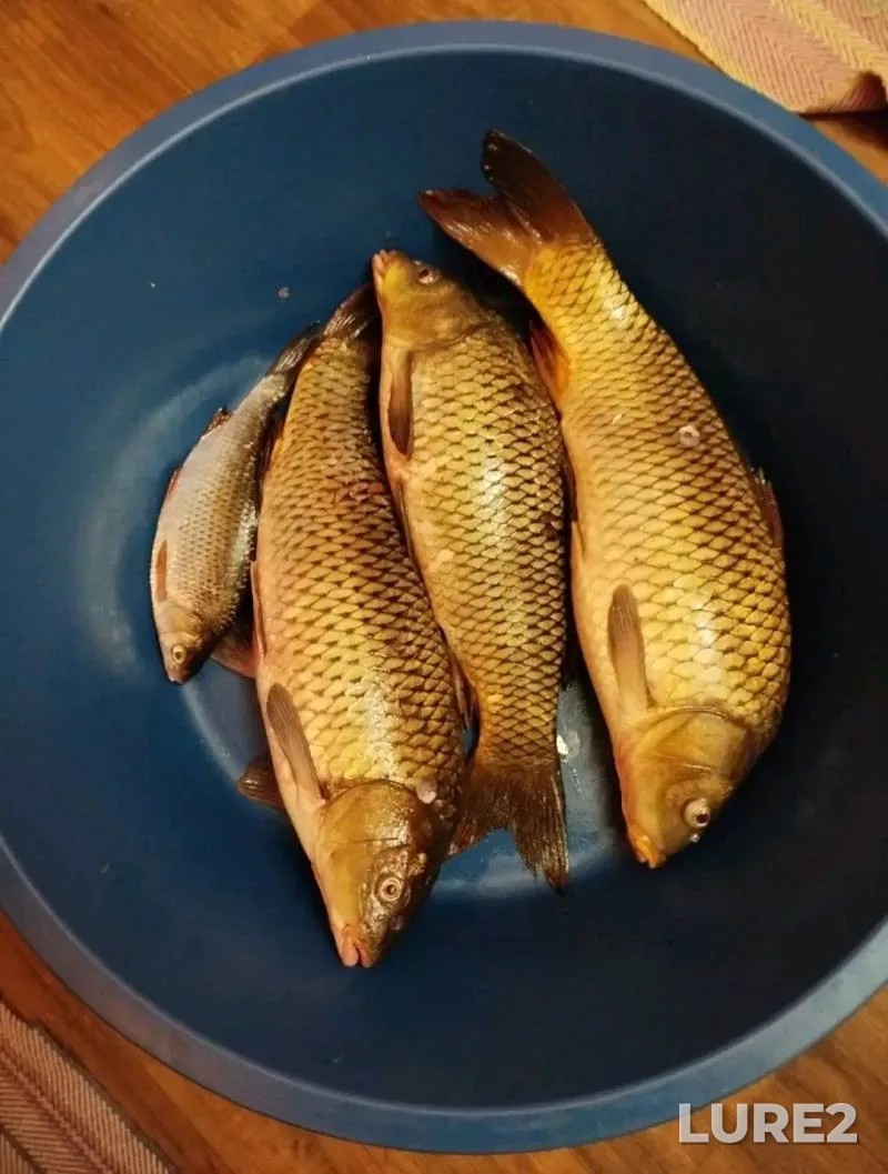 Tench — Drozdy, Jul 03, 2025, 1:30 PM