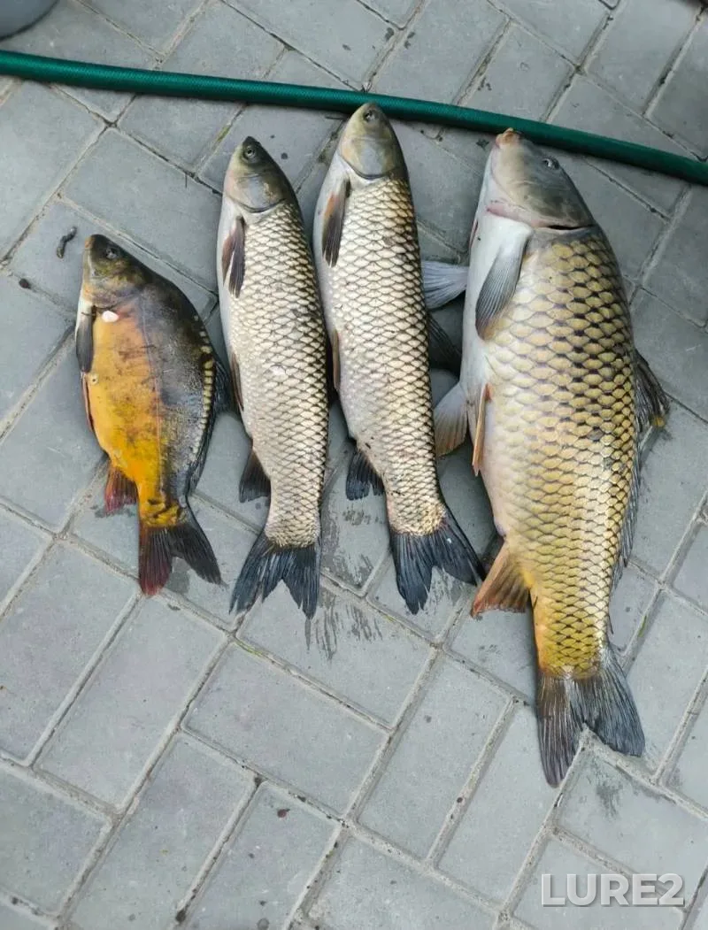 Crucian carp — Solyanka, Jun 10, 2025, 9:30 PM