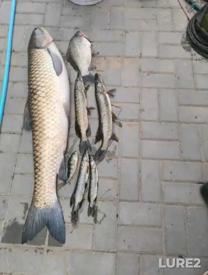 Crucian carp, Grass carp — Sluch, Sep 06, 2025, 5:30 PM