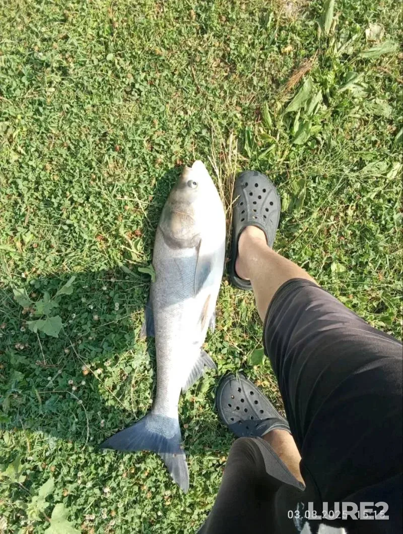 Bream, Roach — Mukhavets, Jul 03, 2025