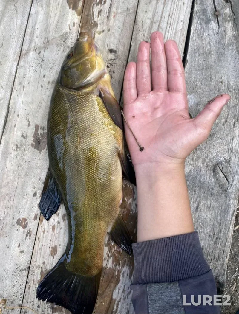Perch, Roach — Lebeda, Jul 06, 2025, 9:05 AM