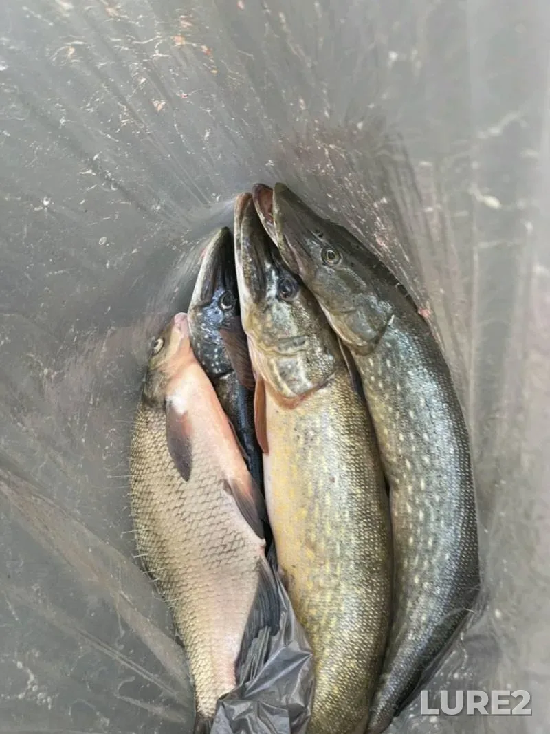 Bream — Vyacha, Jul 04, 2025