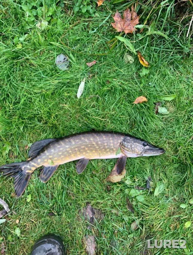 Bream, Roach — Svisloch, Jul 09, 2025, 5:44 PM