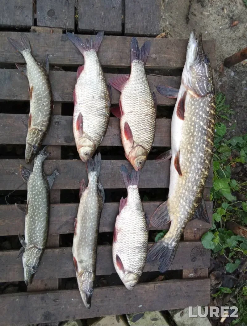 Ide, Pike — Lvіvska oblast, May 25, 2025, 5:54 PM