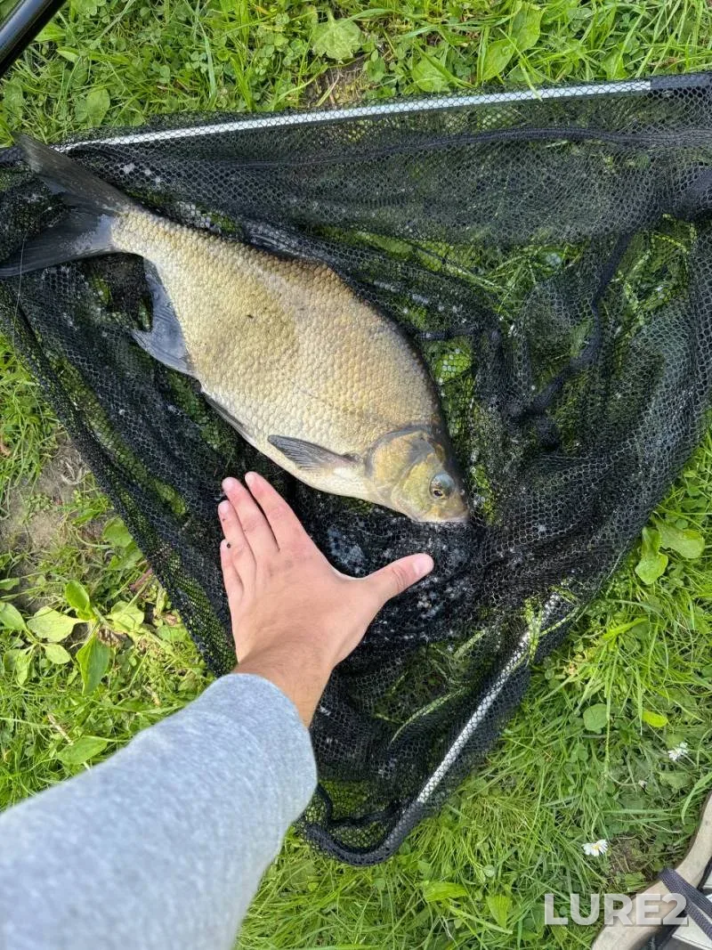Bream — Cherkaska oblast, May 15, 2025, 3:55 PM