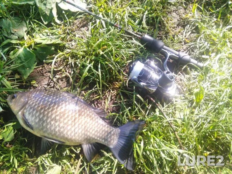 Crucian carp — Kiїvska oblast, May 11, 2025, 9:25 AM