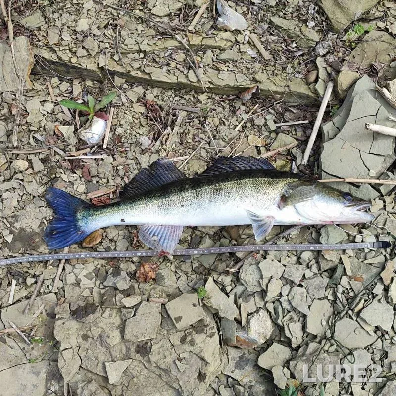 Crucian carp — Vitebskaya oblast, Jul 20, 2025, 11:06 PM