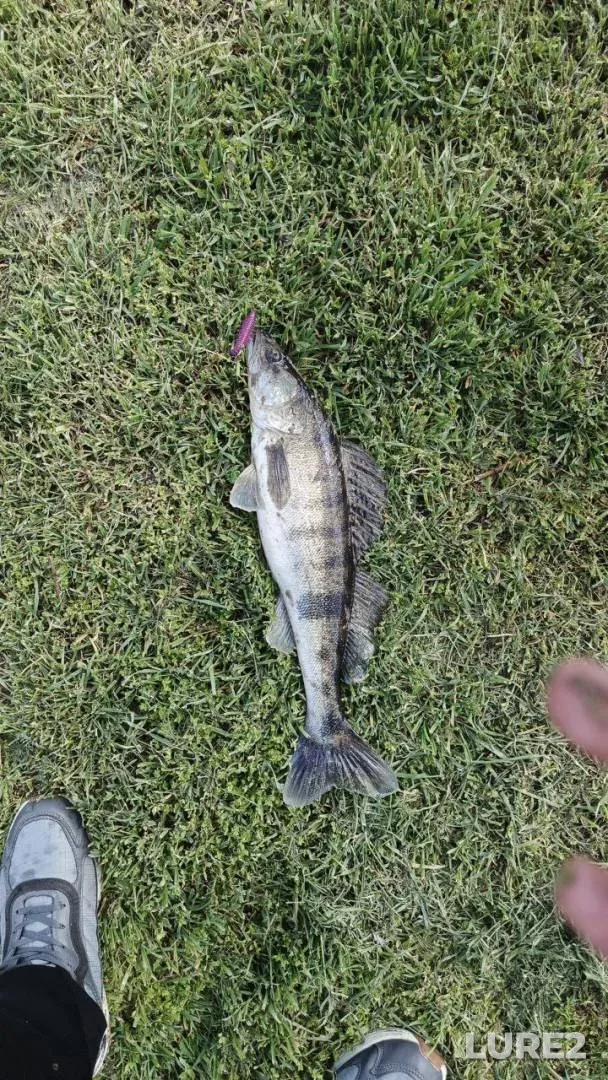 Bleak, Bream — Svisloch, Jul 14, 2025, 4:00 PM