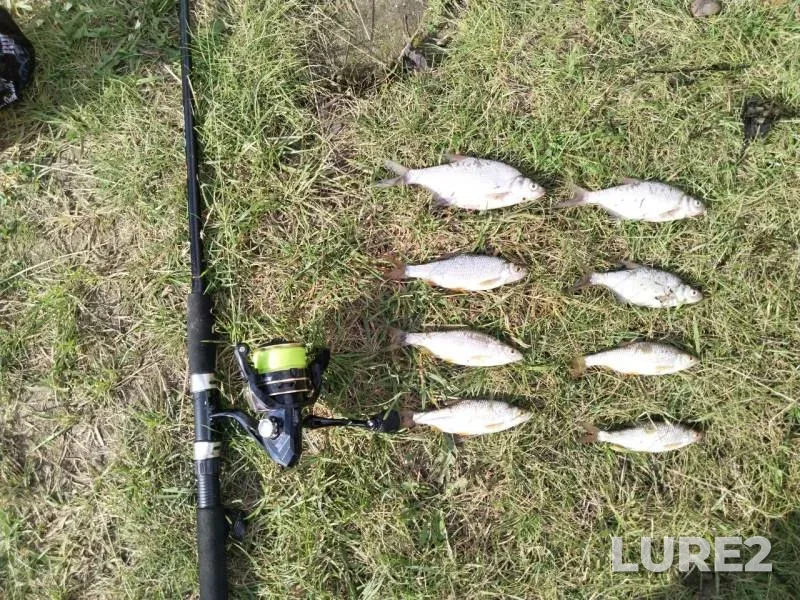 Bream, Roach — Drozdy, Jul 21, 2025, 4:00 PM
