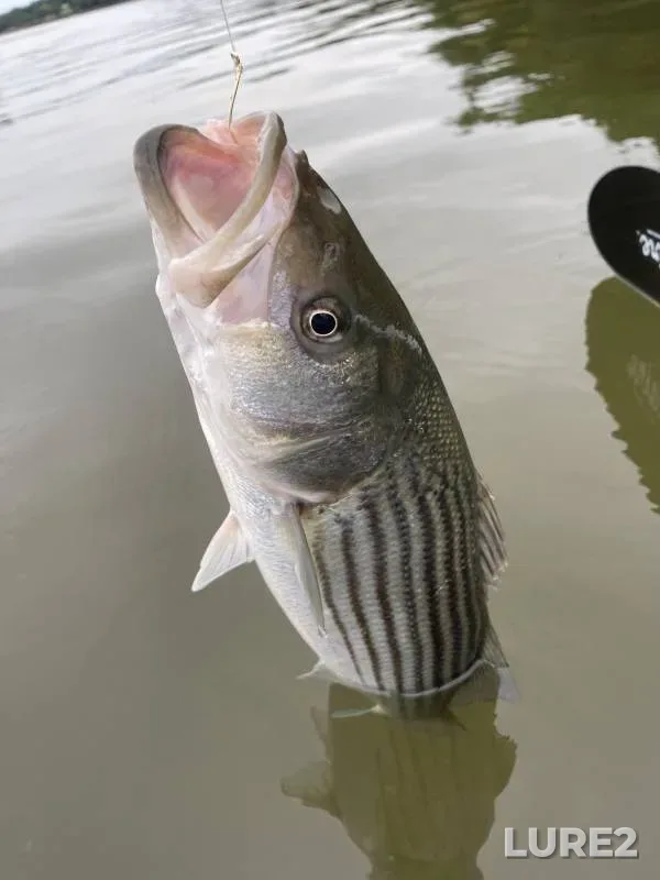 Striped bass — Back River, Sep 10, 2014, 1:08 PM